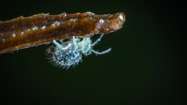 How to Keep Garden Pests Away with the Help of Chromatography
