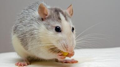 Do Pheromones Indicate Reproductive Success? Chromatography Explores