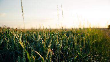 How is HPLC Used in the Food Industry?