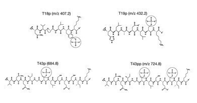 Analysis of phosphorylated peptides using a bioinert YMC-Accura Triart C18 column