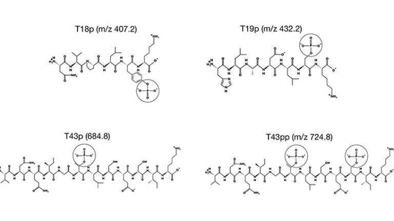 Analysis of phosphorylated peptides using a bioinert YMC-Accura Triart C18 column