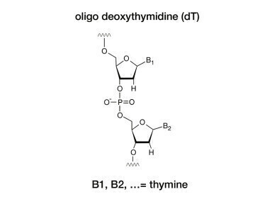 The best choice for poly(dT) oligonucleotide analysis – YMC-Triart Bio C18 columns