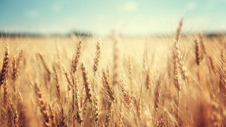 Ensuring Accurate Determination of Glyphosate, AMPA, and Glufosinate in Cereals