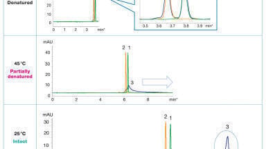 How to choose the optimum conditions for analysis of siRNA under denaturing and non-denaturing conditions
