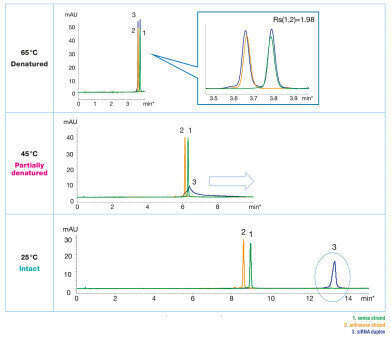How to choose the optimum conditions for analysis of siRNA under denaturing and non-denaturing conditions