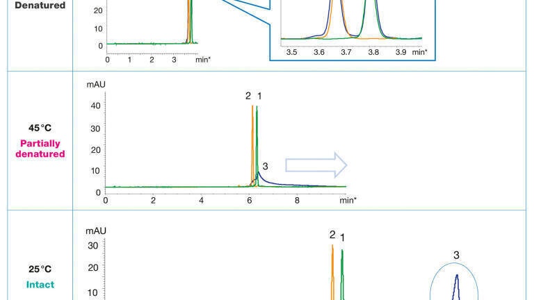 How to choose the optimum conditions for analysis of siRNA under denaturing and non-denaturing conditions