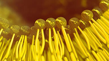Fast lipidomic analysis with high resolution of the molecular species