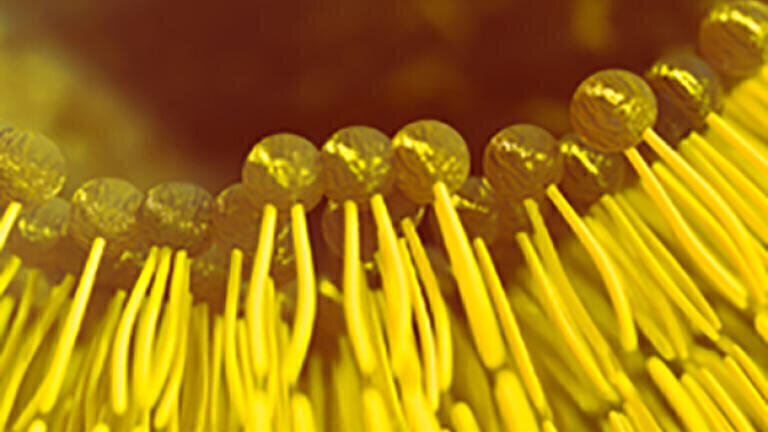 Fast lipidomic analysis with high resolution of the molecular species
