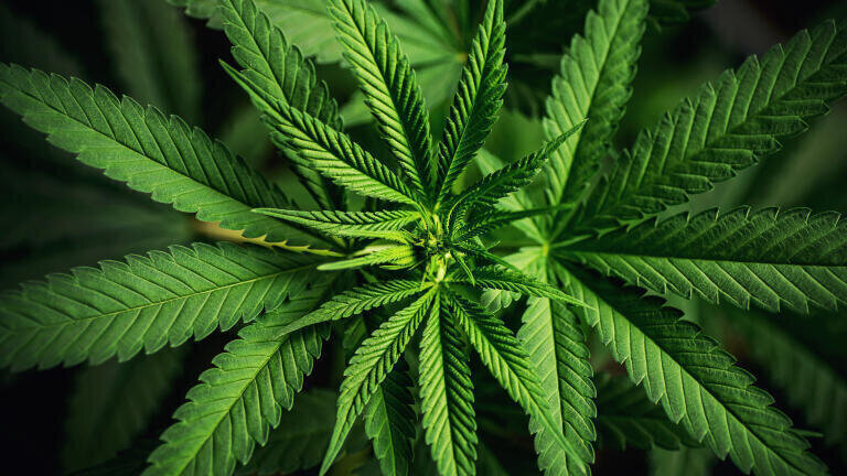 Fast separation of 11 common cannabinoids with YMC-Triart C18 ExRS