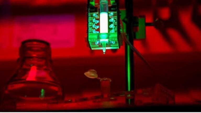 Video: A gentler and more efficient method to purify proteins with ultraviolet light