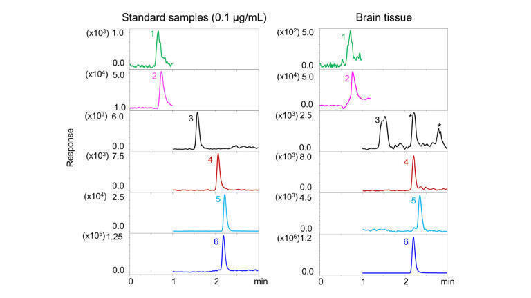 Figure 3: LC-MS/MS results of the standard samples (left) and the teleost brain homogenates (right).