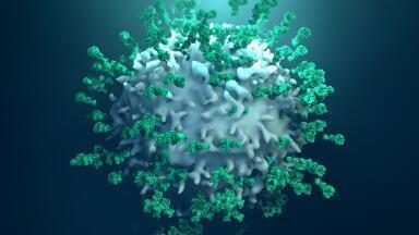 Improved DBC for the Purification of Large Biomolecules