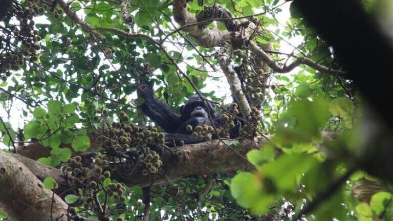 A chimpanzee eating figs at Ngogo in Uganda's Kibale National Park in 2018. UC Berkeley biologists measured the ethanol content of many types of fruit that chimps routinely consume and found that they contain substantial quantities — enough to suggest that the apes are chronically exposed to dietary alcohol. Credit: Aleksey Maro/UC Berkeley