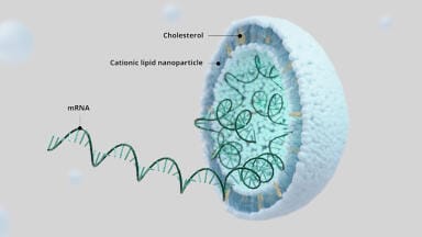 An alternative approach for determining the encapsulation efficiency of mRNA in LNPs via AEX
