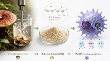 Journal Watch: Extraction and structural characterization of functional β-glucan from Wuping Ganoderma sinense and its immunomodulatory activity on mouse Raw 264.7 macrophages