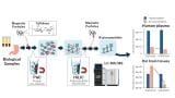 Cellulose magnetic beads streamline glycoproteomics for biomarker research