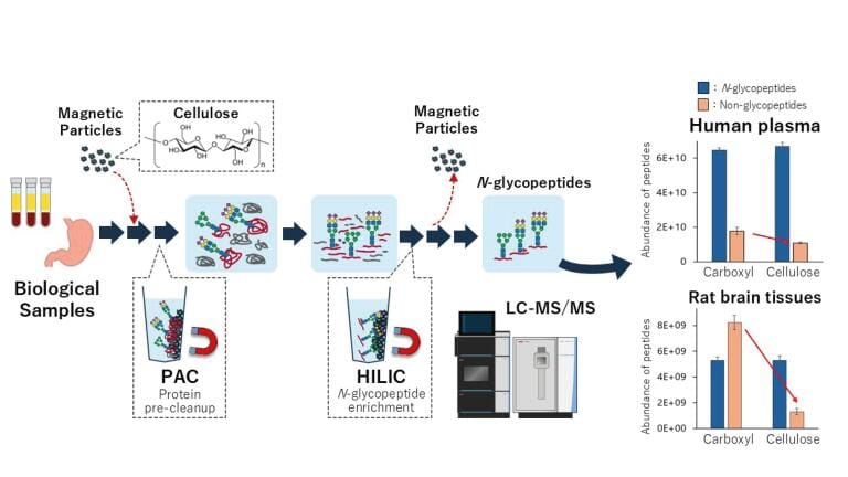 Cellulose magnetic beads streamline glycoproteomics for biomarker research