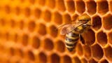 Assessing melittin purity: Effective separation of allergenic impurities