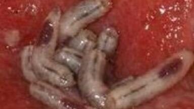 GC-MS helps prove healing qualities of maggots
