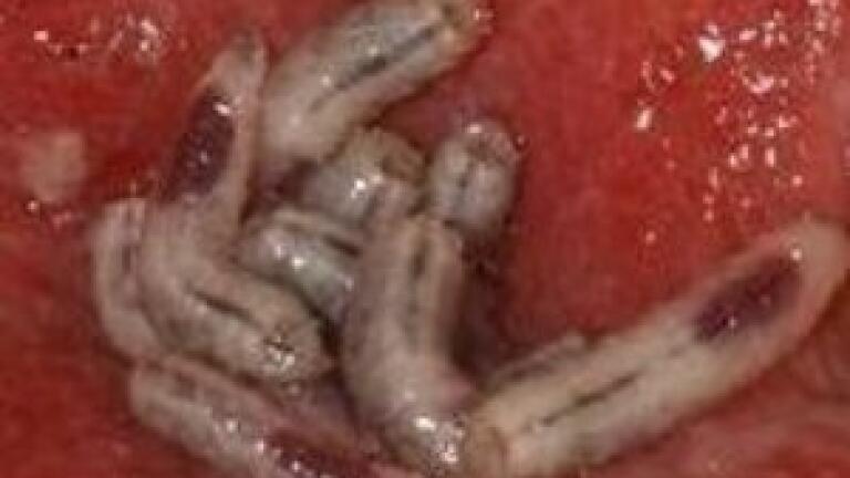 GC-MS helps prove healing qualities of maggots