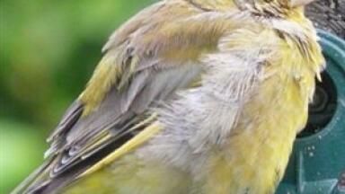 GC-MS techniques help aid bird genetics experiment