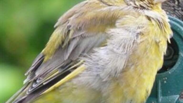 GC-MS techniques help aid bird genetics experiment