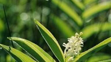 GC-MS 'great for plant study'